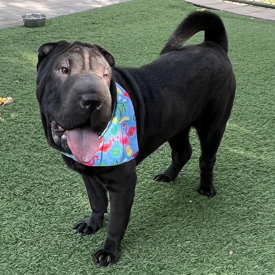Mushu, adopted, Young Male Shar-Pei.