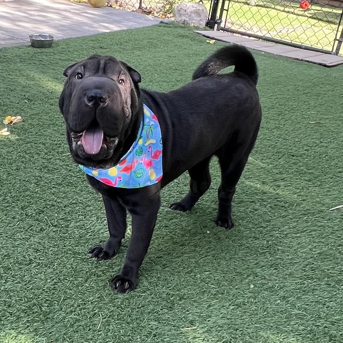 Mushu, an adopted Shar-Pei in Fort Myers, FL image 3/5