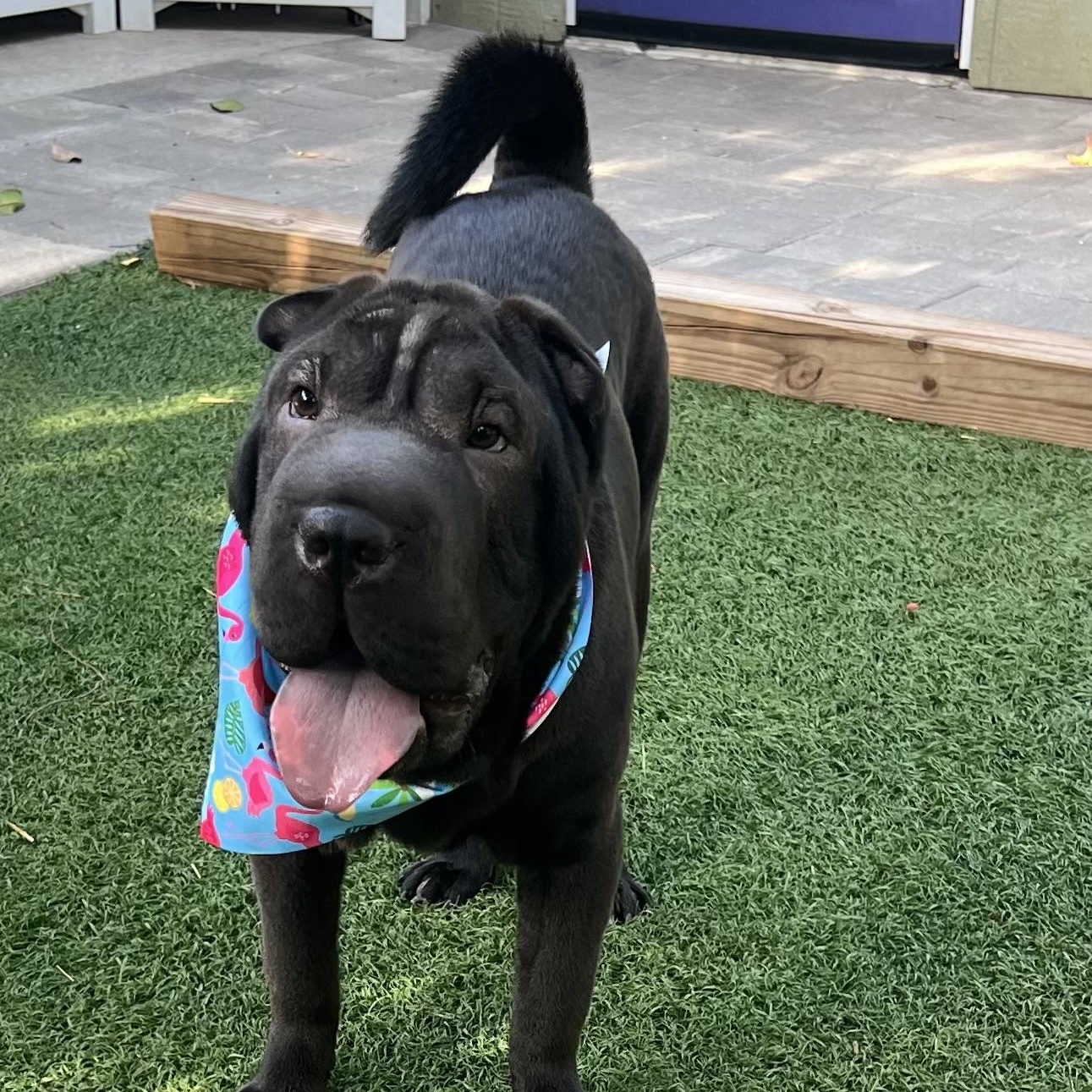 Mushu, an adopted Shar-Pei in Fort Myers, FL image 4/5