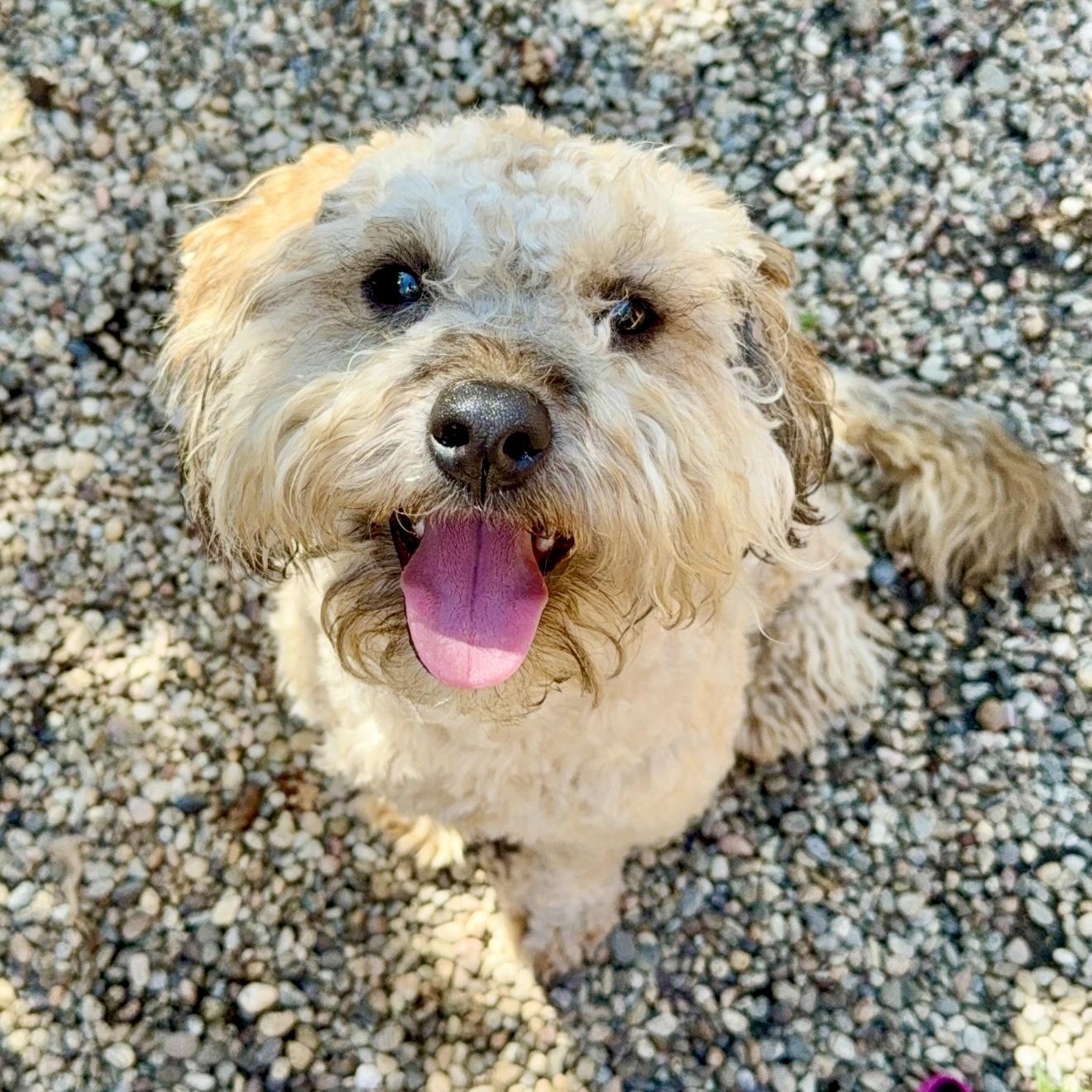 Theodore, adopted, Young Male Wheaten Terrier & Poodle.