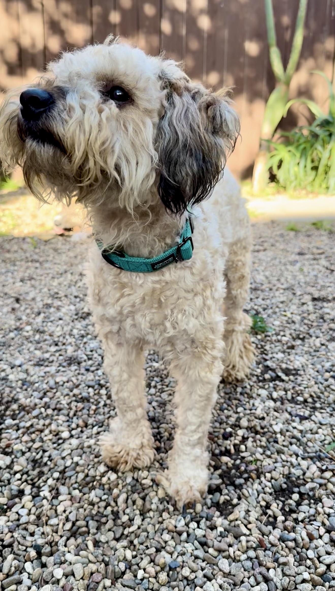 Enlarge Theodore, an adopted mixed breed in Burlingame, CA image 5/5