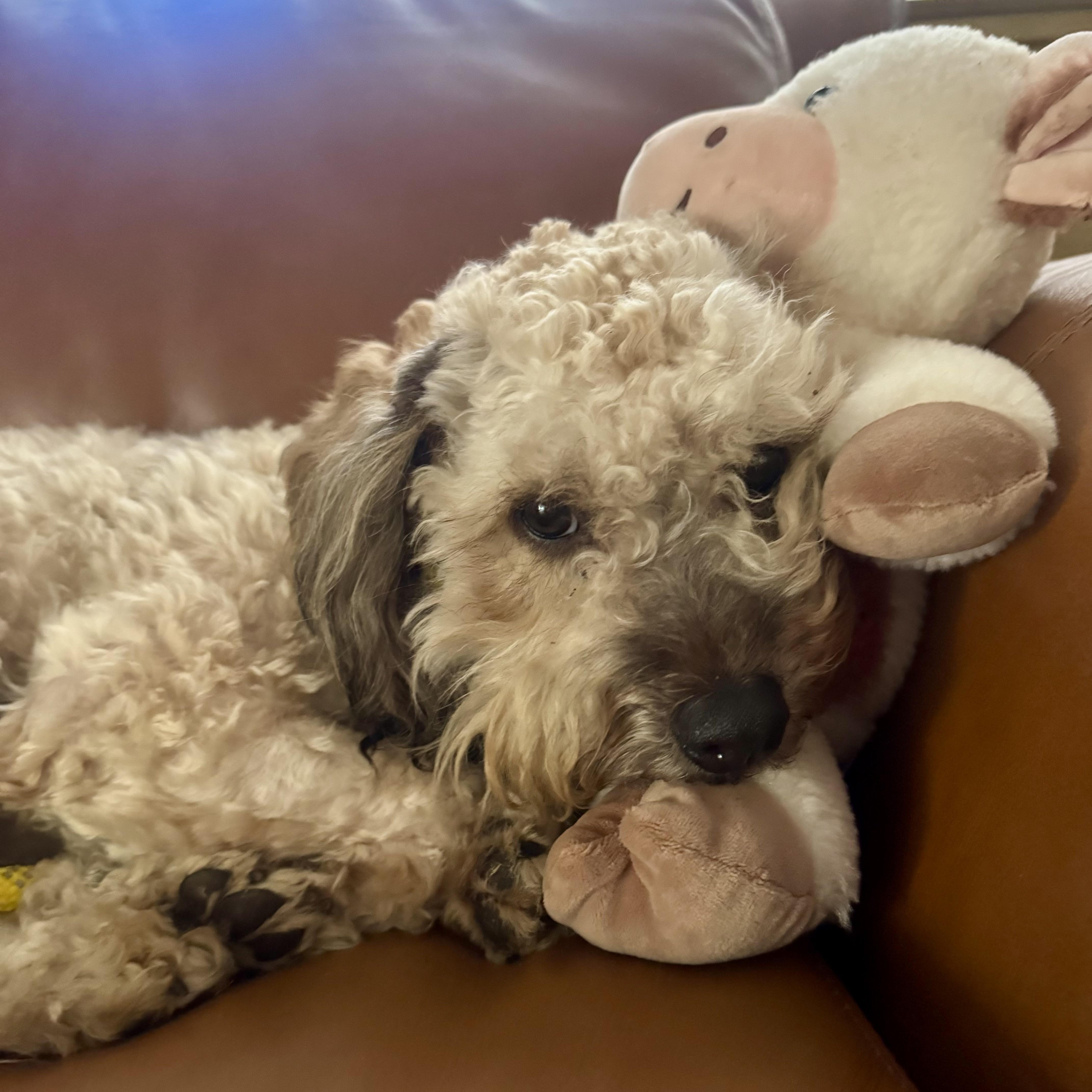 Enlarge Theodore, an adopted mixed breed in Burlingame, CA image 2/5