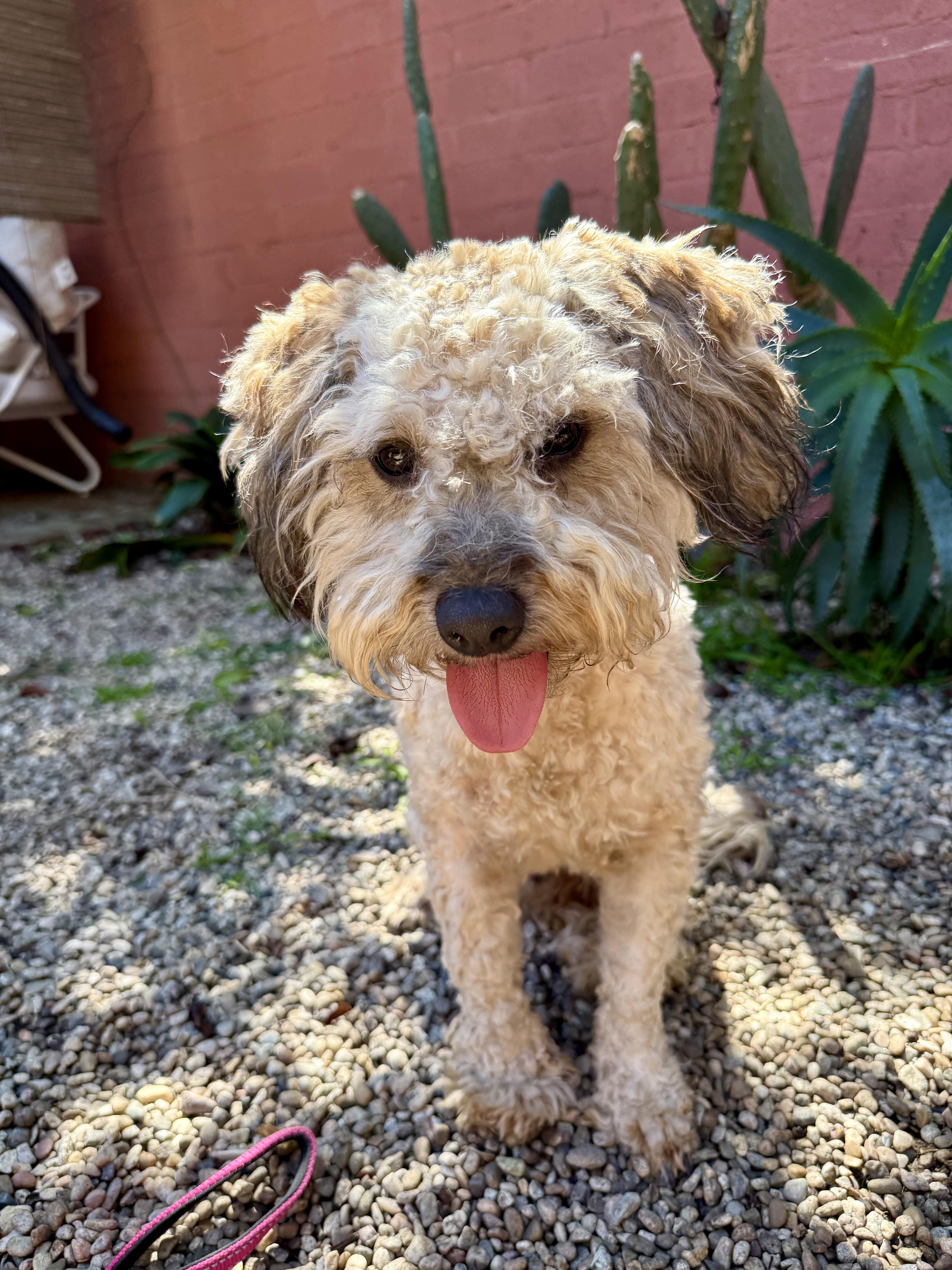 Enlarge Theodore, an adopted mixed breed in Burlingame, CA image 4/5
