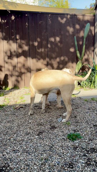 Enlarge Theodore, an adopted mixed breed in Burlingame, CA video 3/5