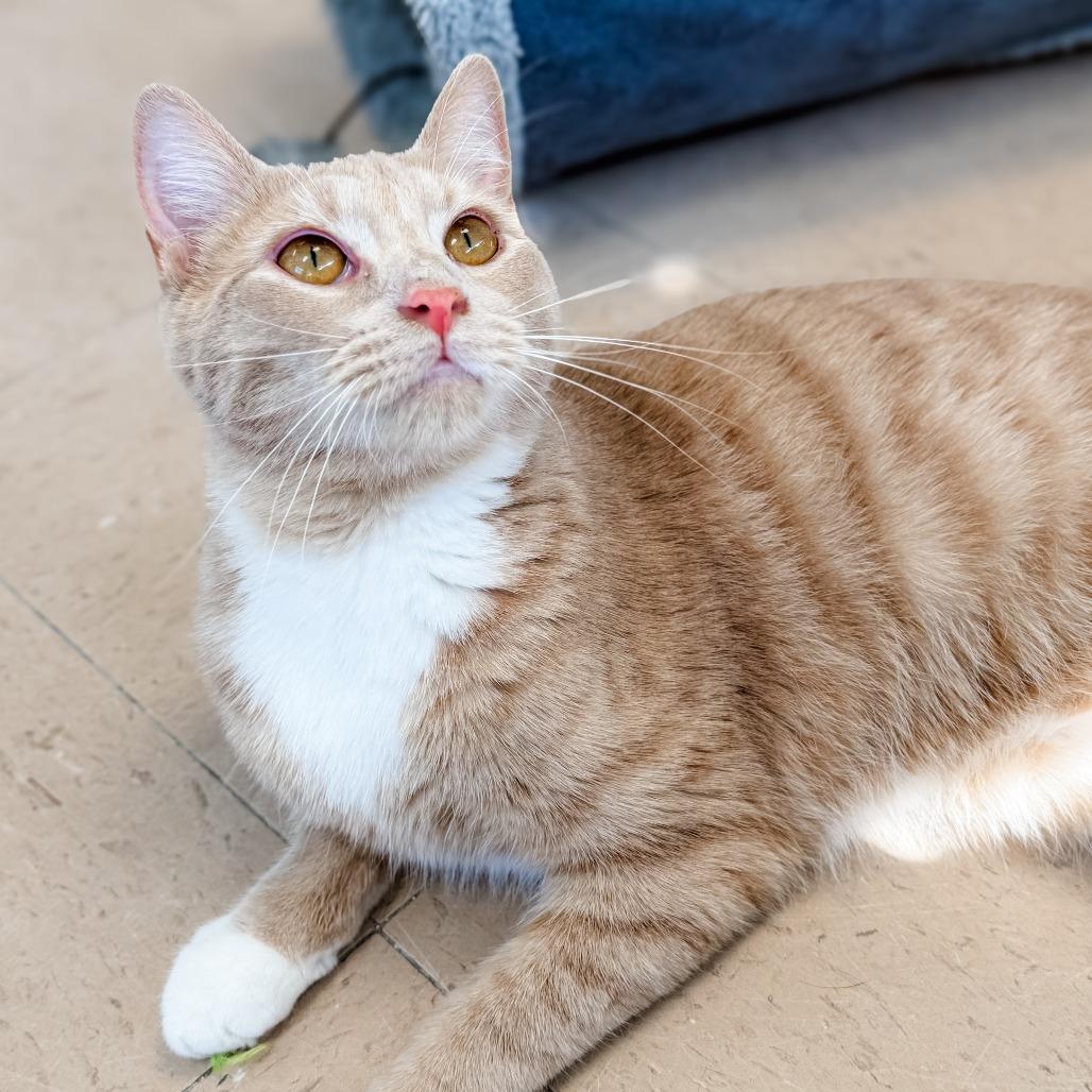 Mater, Adoptable, Young Male Domestic Short Hair.