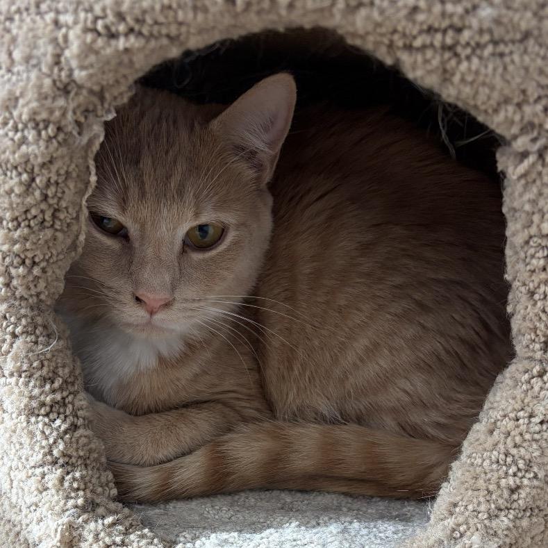 Enlarge Mater, a Adoptable Domestic Short Hair in Greensboro, GA image 1/5