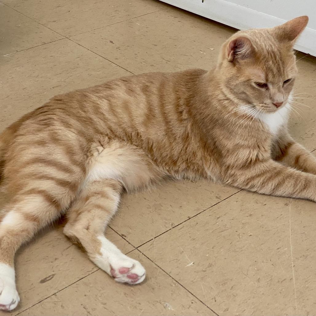 Enlarge Mater, a Adoptable Domestic Short Hair in Greensboro, GA image 2/5