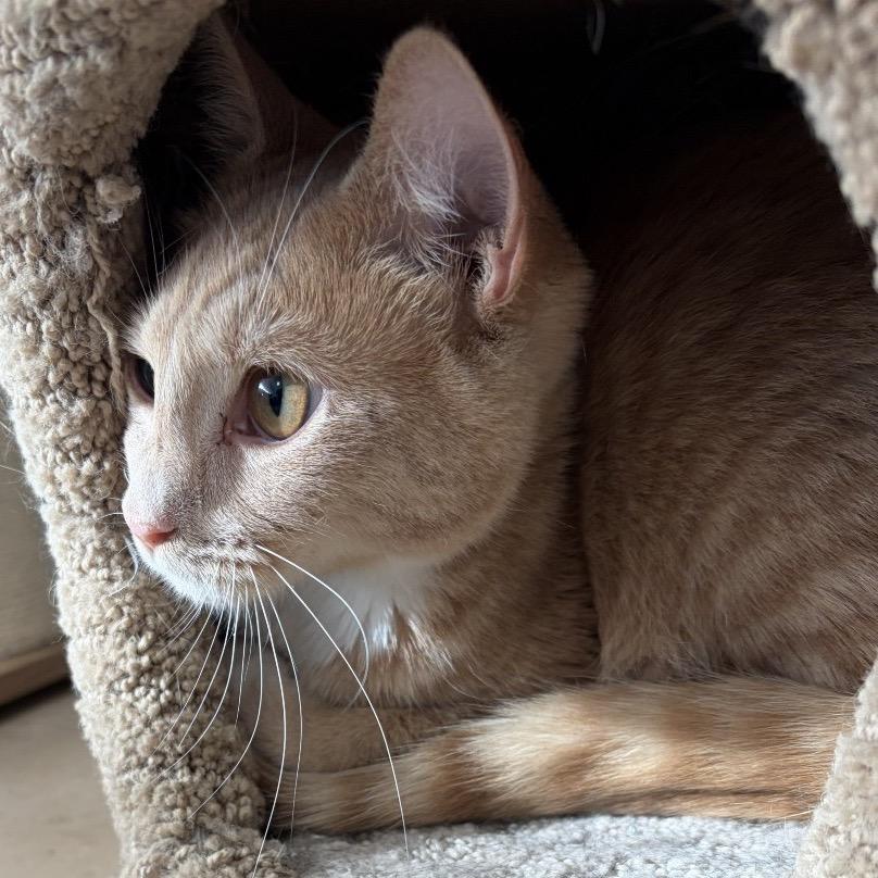 Enlarge Mater, a Adoptable Domestic Short Hair in Greensboro, GA image 3/5