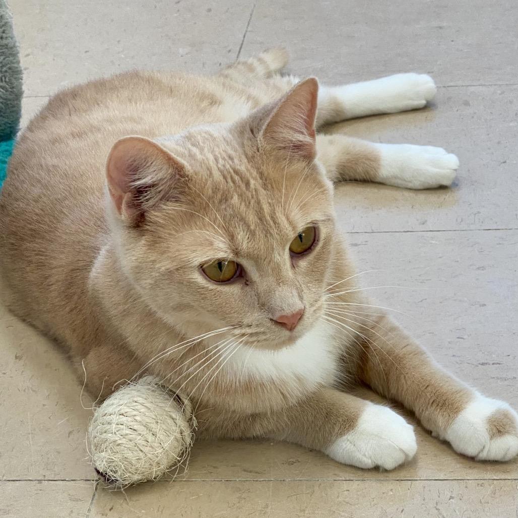 Enlarge Mater, a Adoptable Domestic Short Hair in Greensboro, GA image 4/5