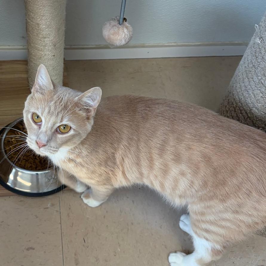 Enlarge Mater, a Adoptable Domestic Short Hair in Greensboro, GA image 5/5