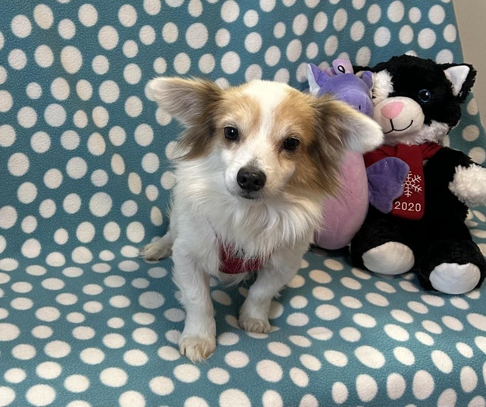 Enlarge Kiko, a Adoptable mixed breed in Cedartown, GA image 1/1