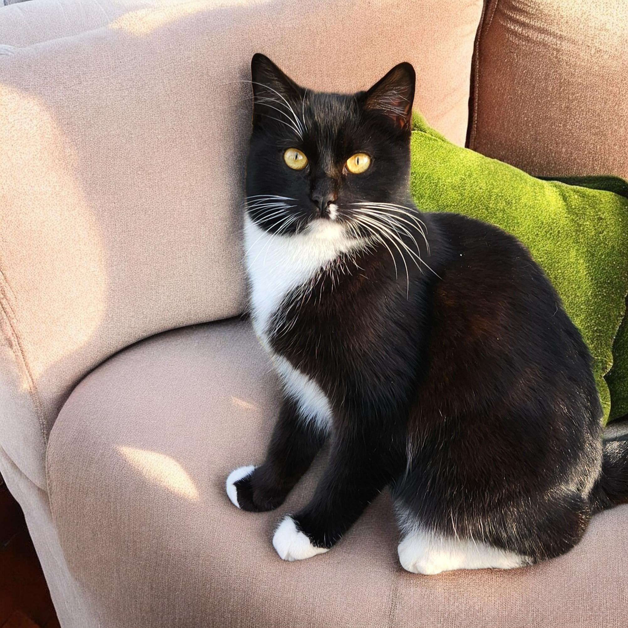 Enlarge GEMMA, a ADOPTABLE Tuxedo in Salida, CA image 1/1