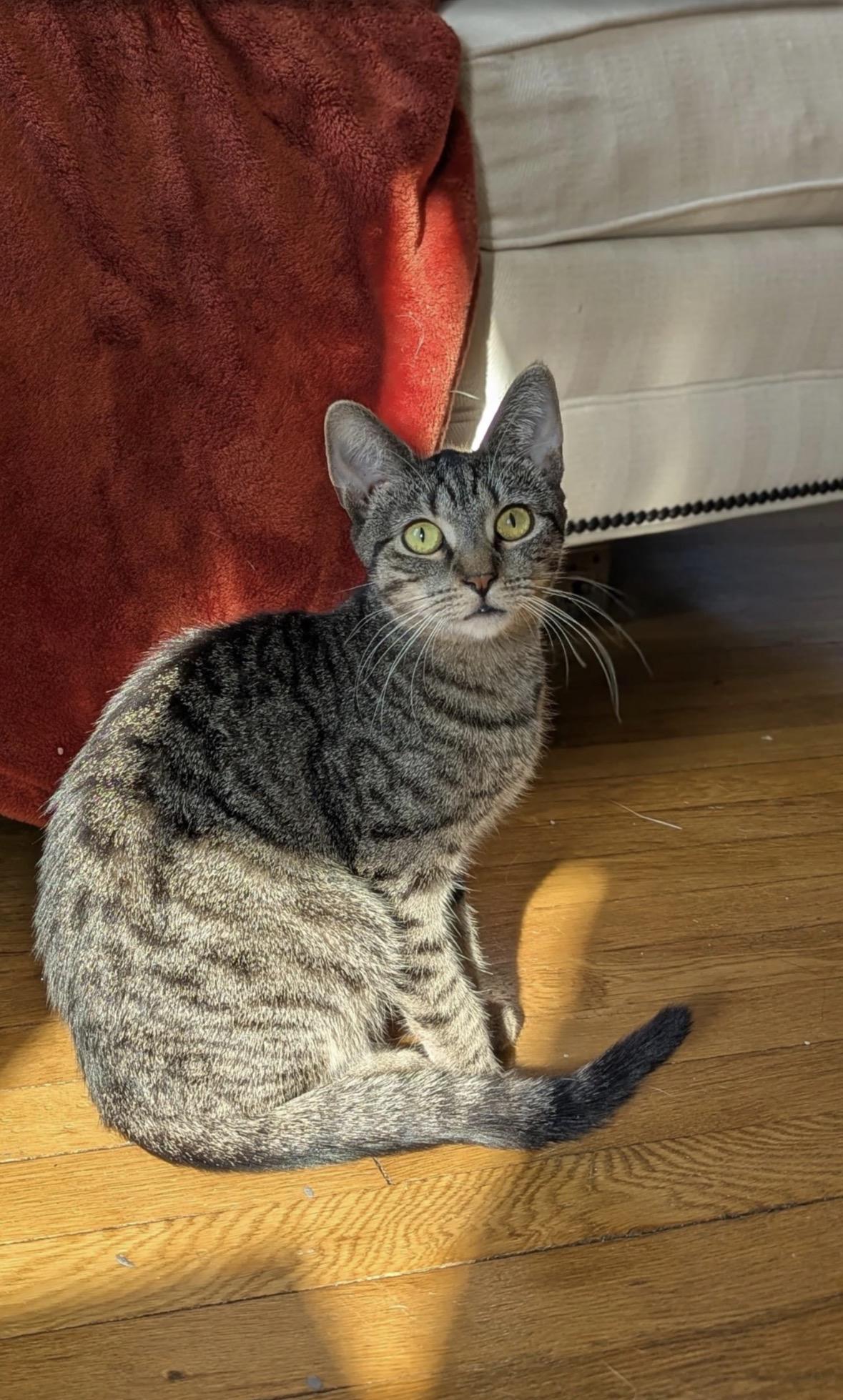 Enlarge Terra, a ADOPTABLE Domestic Short Hair in Brooklyn, NY image 6/6