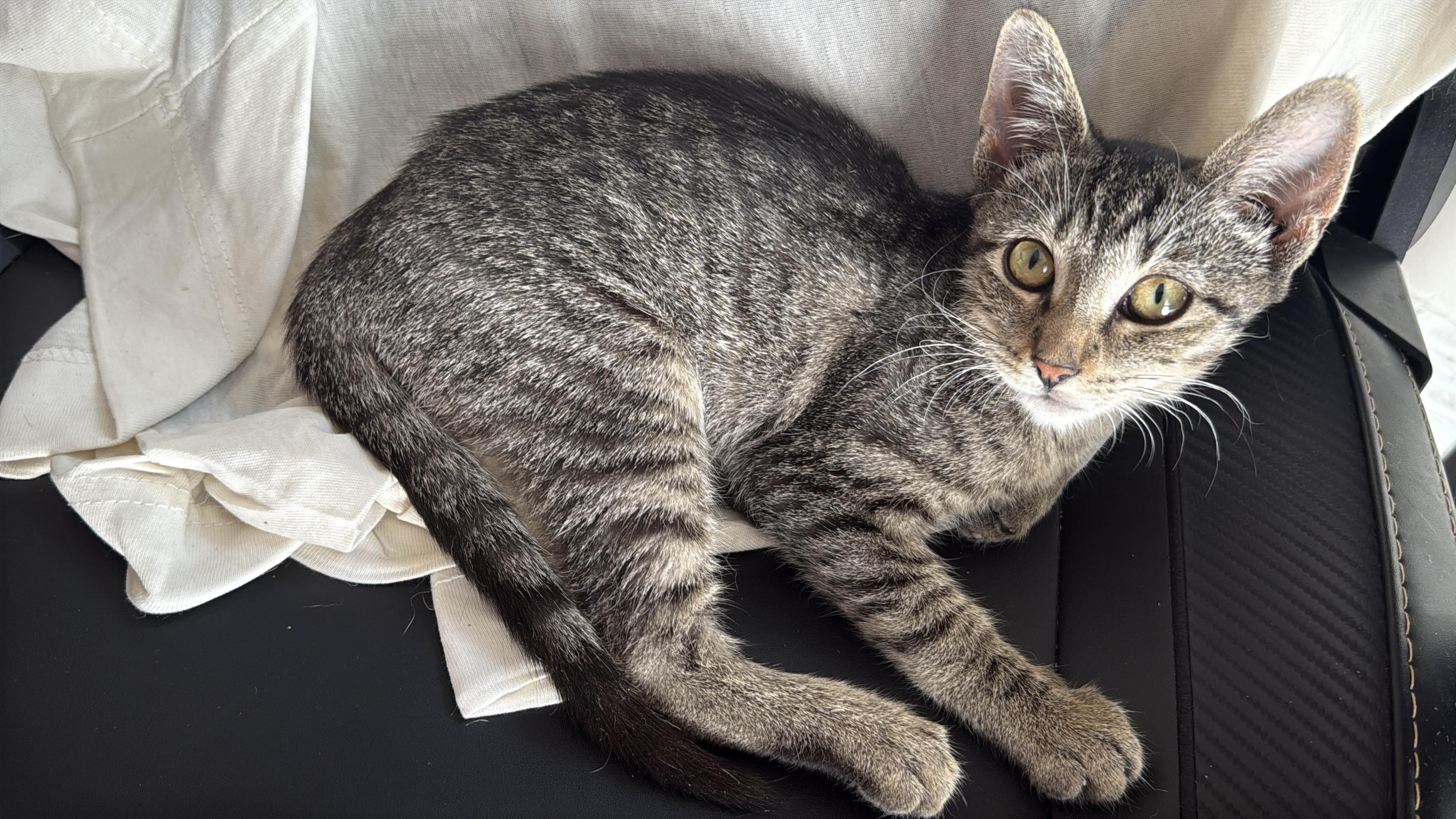 Terra, a ADOPTABLE Domestic Short Hair in Brooklyn, NY image 3/3