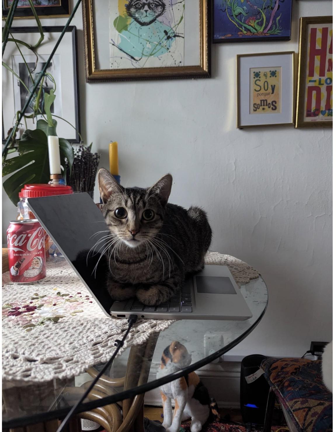 Enlarge Terra, a ADOPTABLE Domestic Short Hair in Brooklyn, NY image 5/6