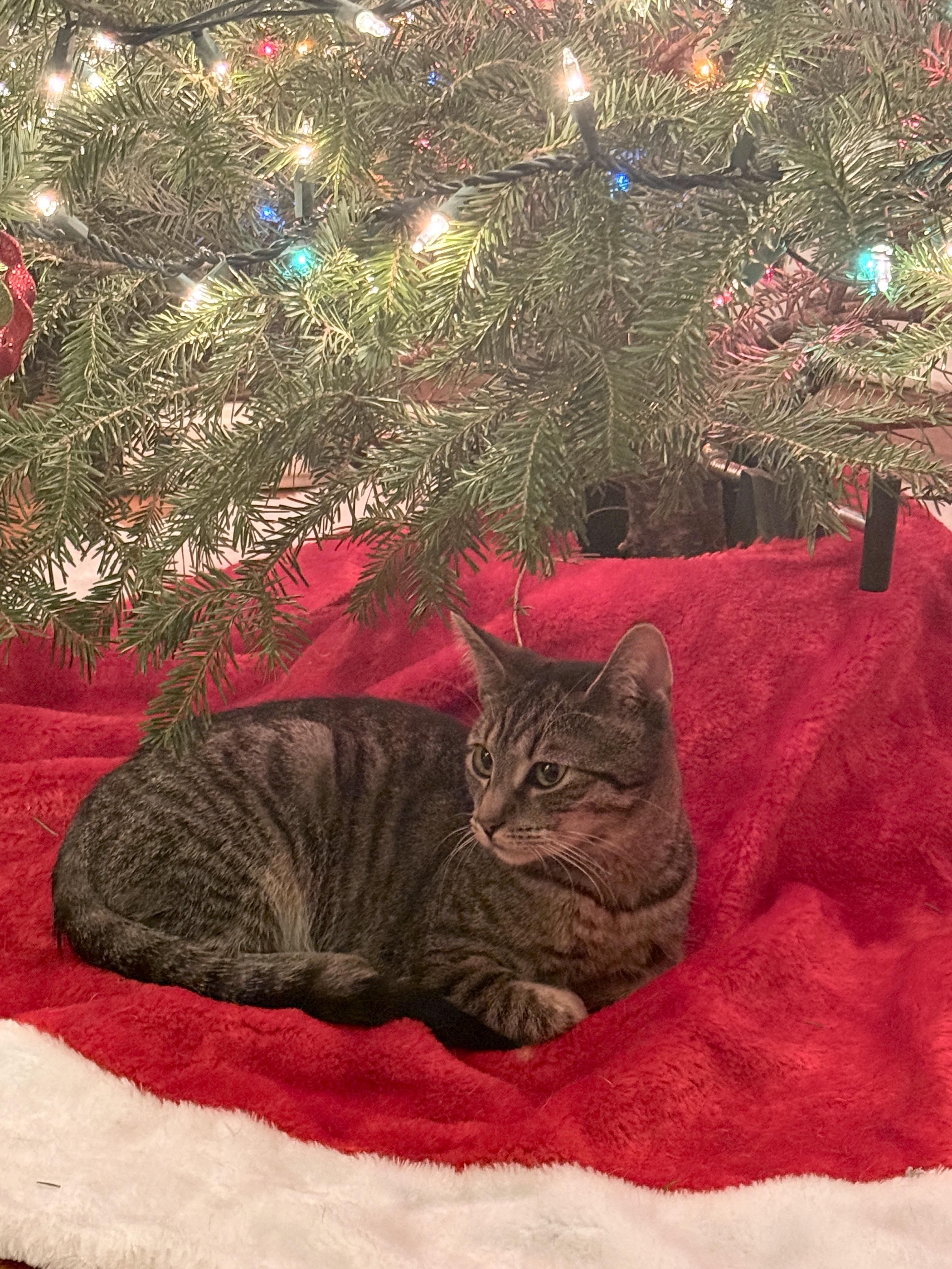 Terra, a ADOPTABLE Domestic Short Hair in Brooklyn, NY image 2/3