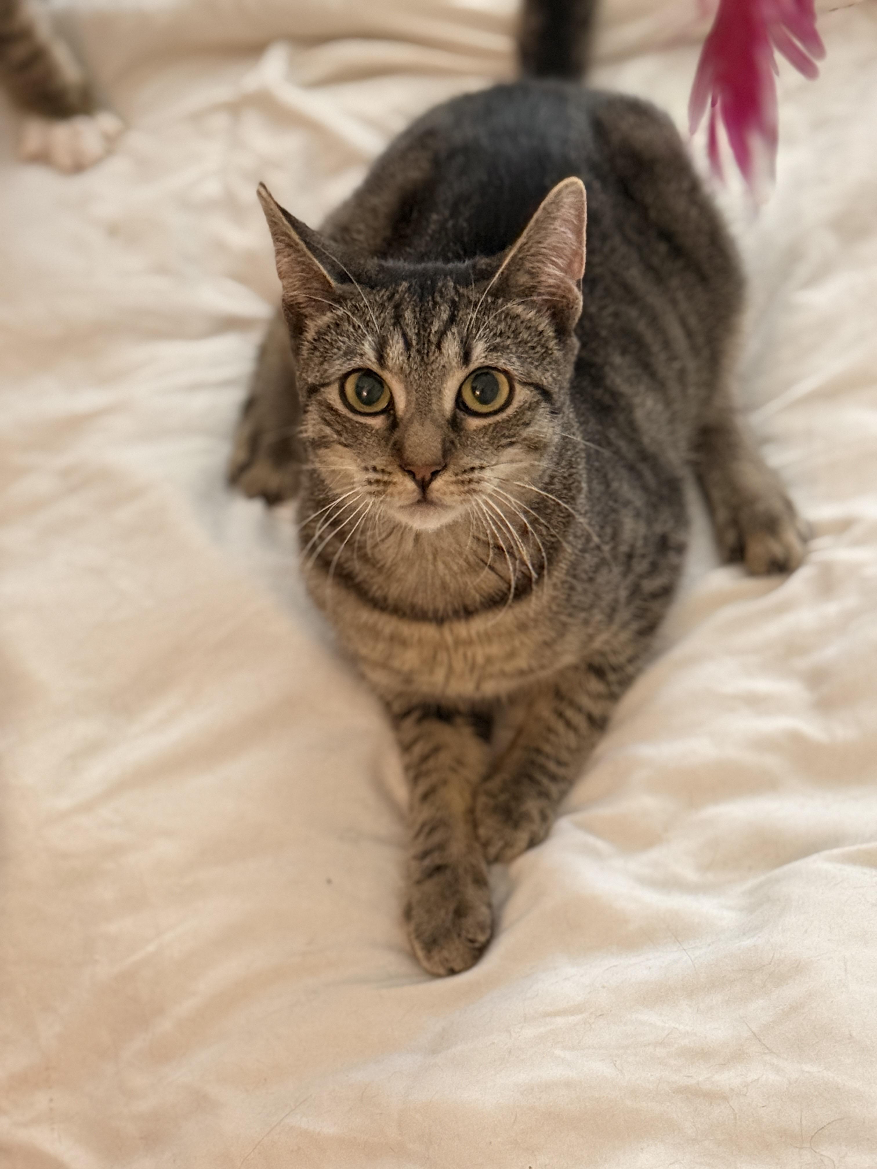 Terra, ADOPTABLE, Young Female Domestic Short Hair.