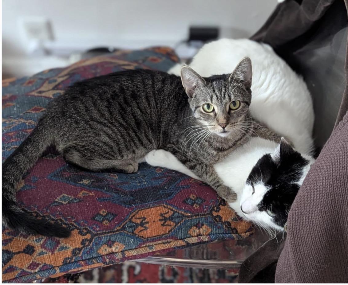 Enlarge Terra, a ADOPTABLE Domestic Short Hair in Brooklyn, NY image 4/6