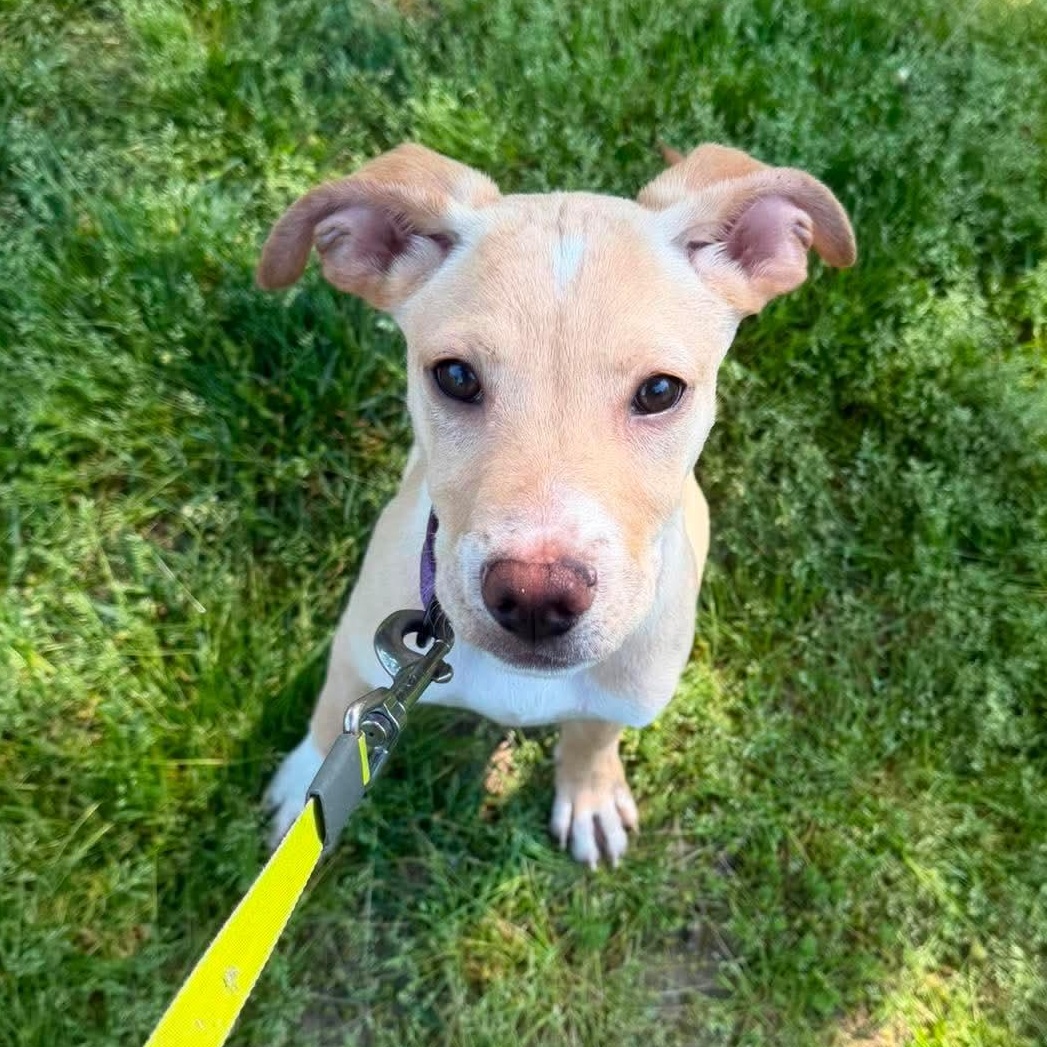 Pluto, a Adoptable mixed breed in Acushnet , MA image 1/6