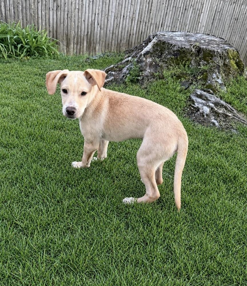 Pluto, a Adoptable mixed breed in Acushnet , MA image 3/6
