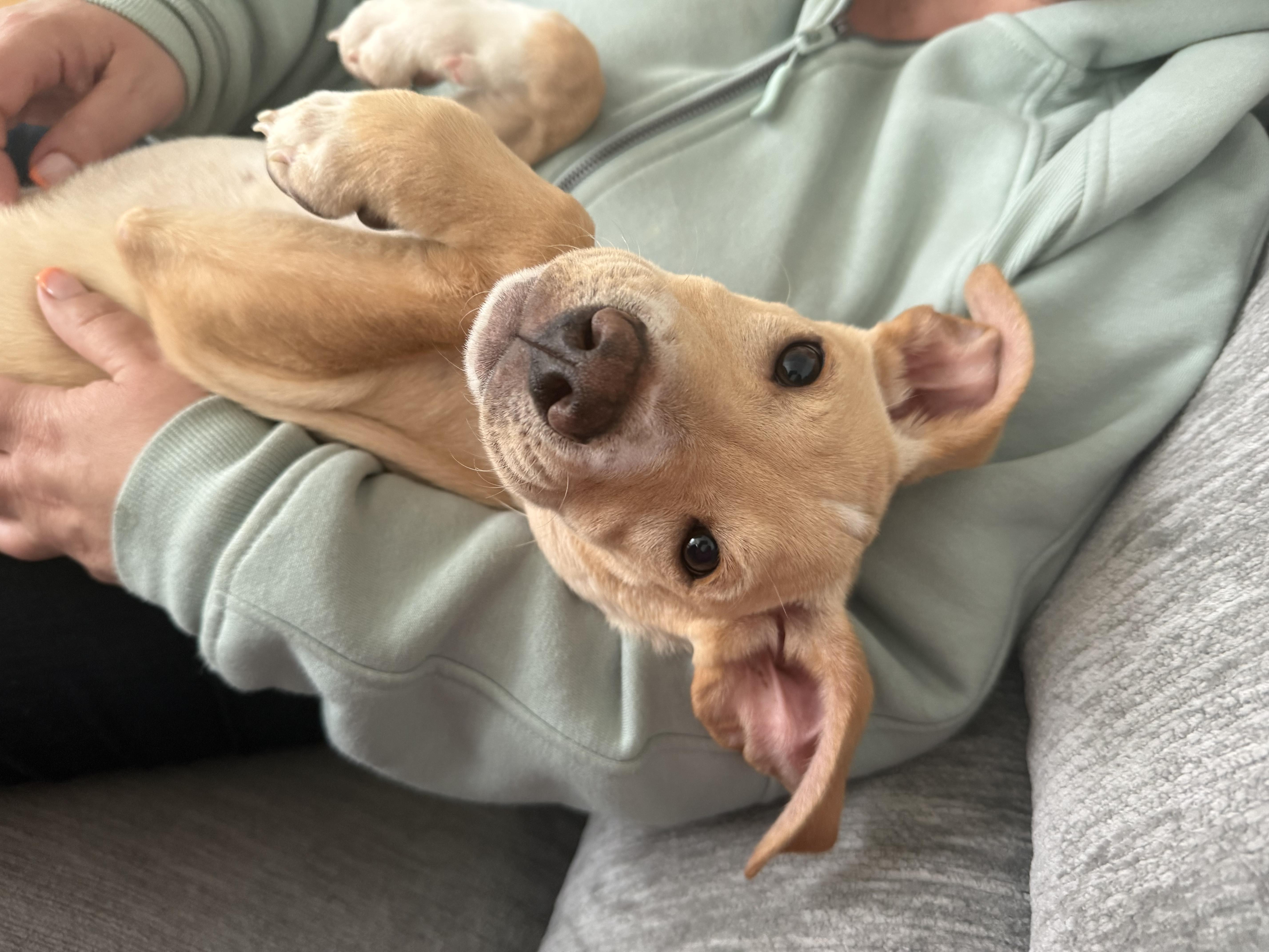 Pluto, a Adoptable mixed breed in Acushnet , MA image 5/6