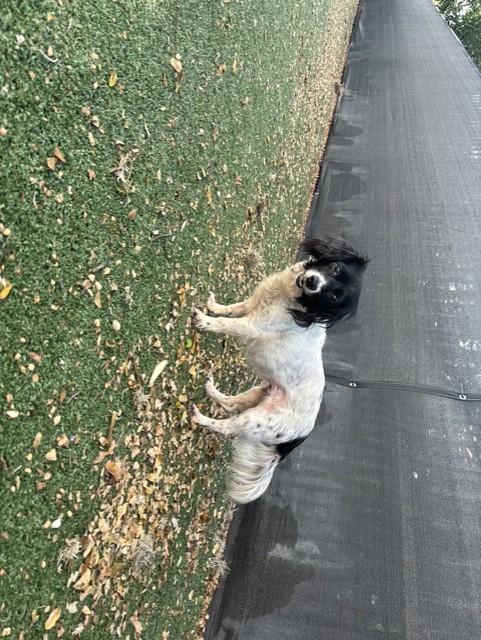 Enlarge Emma, a Adopted mixed breed in Windcrest, TX image 3/4