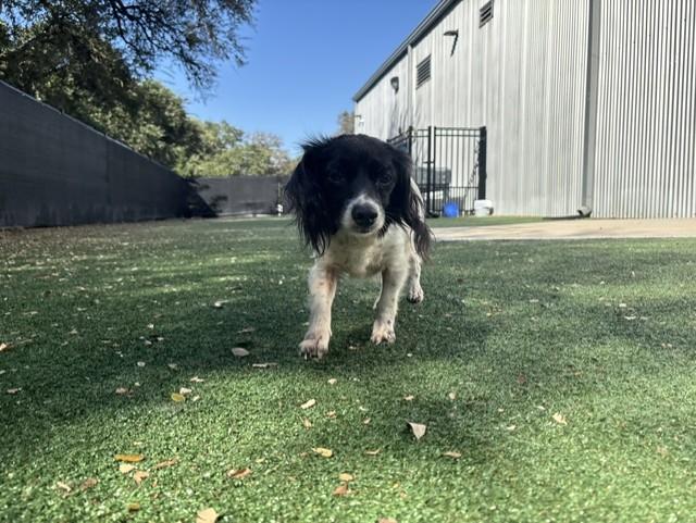 Enlarge Emma, a Adopted mixed breed in Windcrest, TX image 2/4