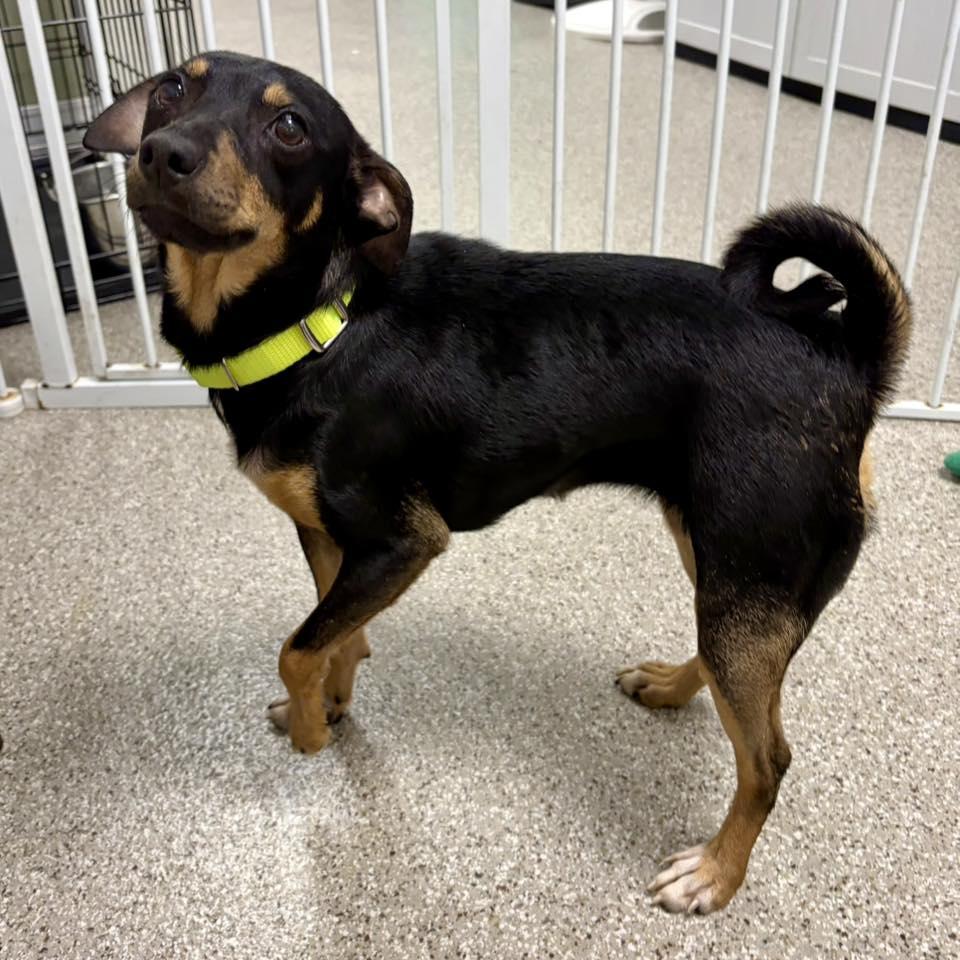 Quill, Adopted, Adult Female Miniature Pinscher & Terrier.