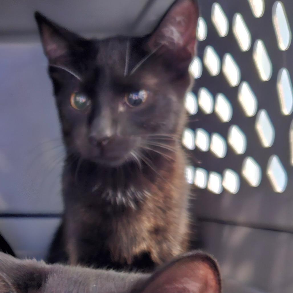 Enlarge Charr, a Adoptable Domestic Short Hair in Greensboro, NC image 1/1
