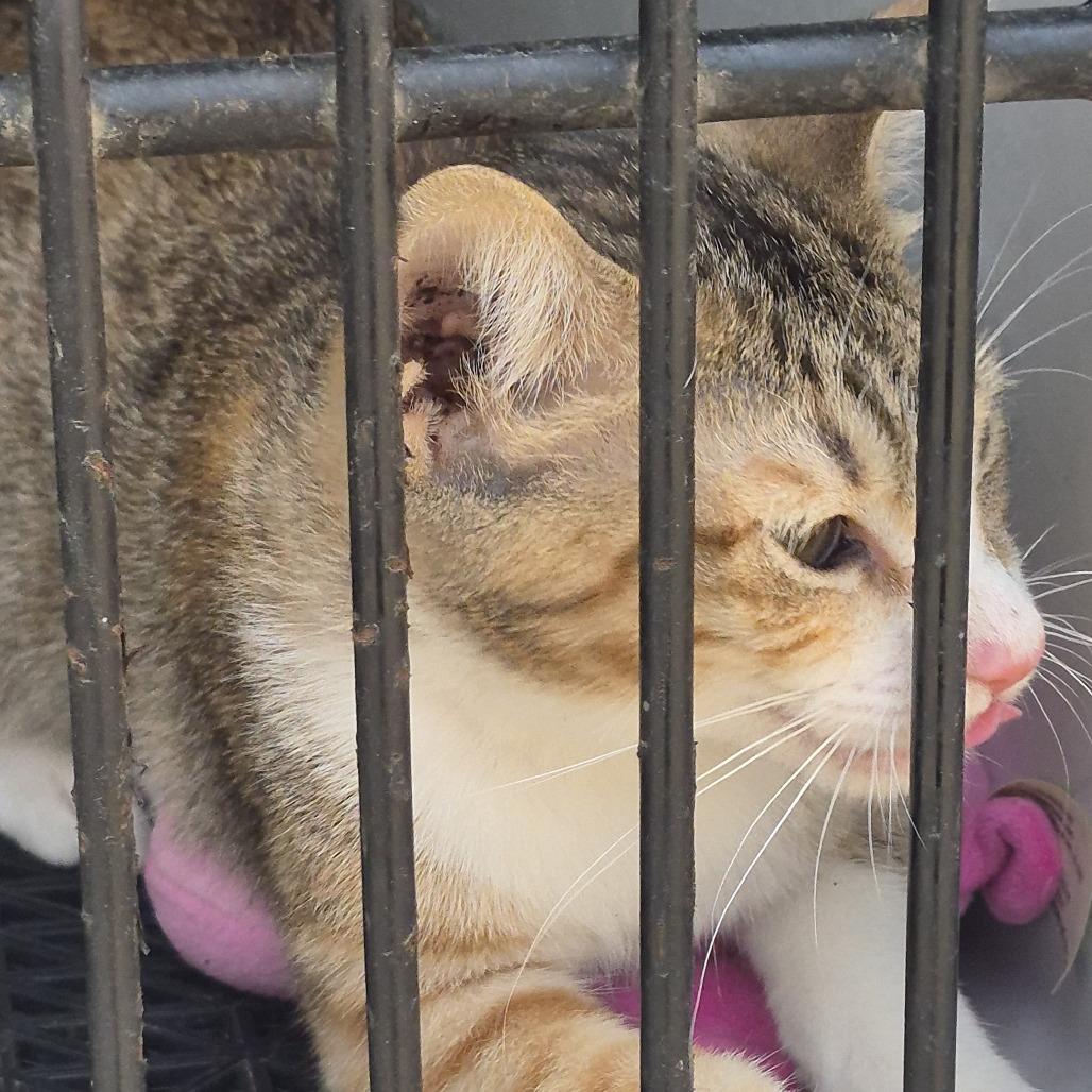 Enlarge Brigit, a Adopted Domestic Medium Hair in Durant, OK image 1/1