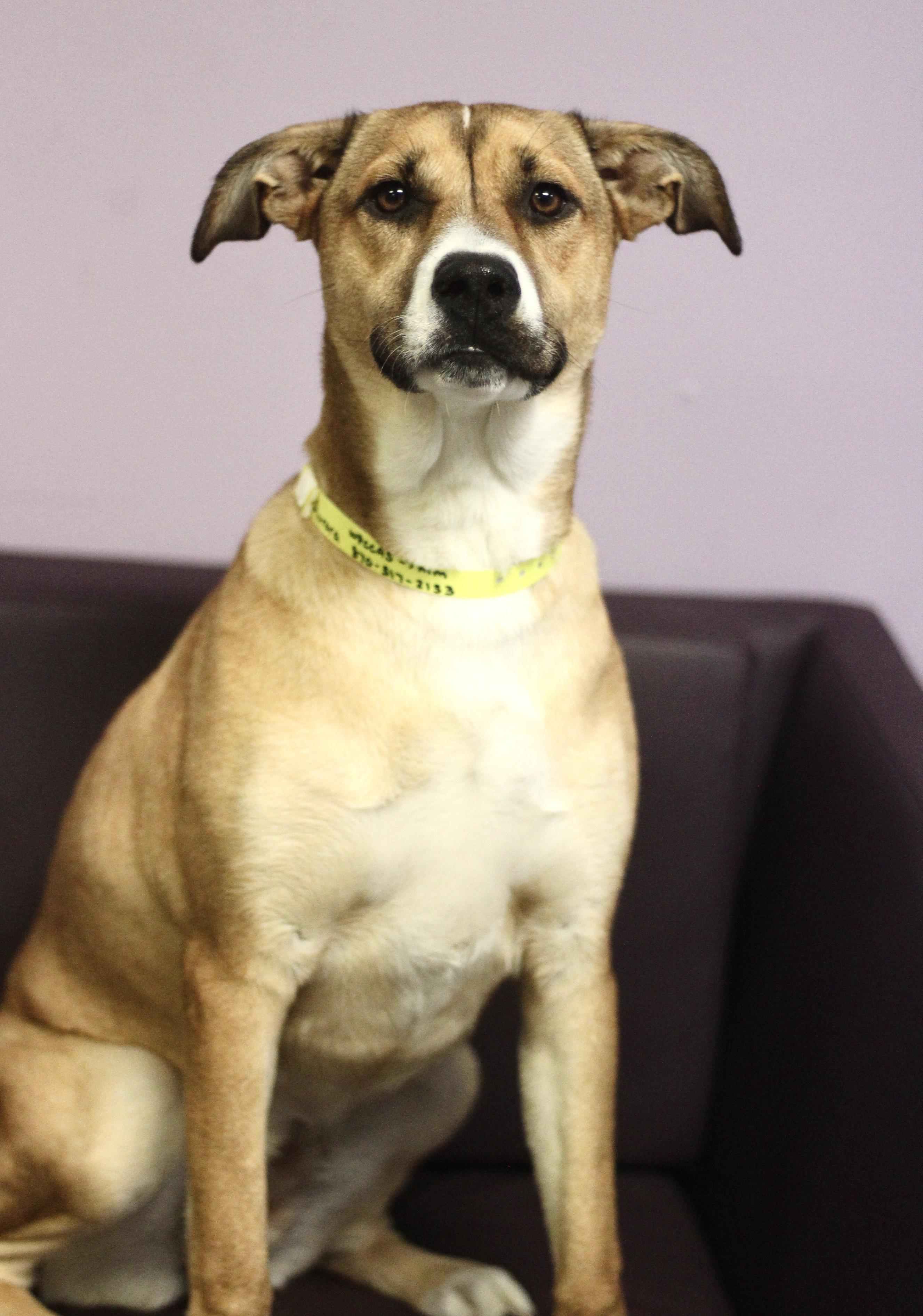 $300 Adoption fee ! Aurora in NH! Come Meet our Adoptable Dogs Wednesday-Saturday. More info in Bio!, adoptable, Young Female Labrador Retriever.