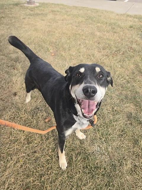 BERRON, Adoptable, Adult Male Siberian Husky & Mixed Breed.