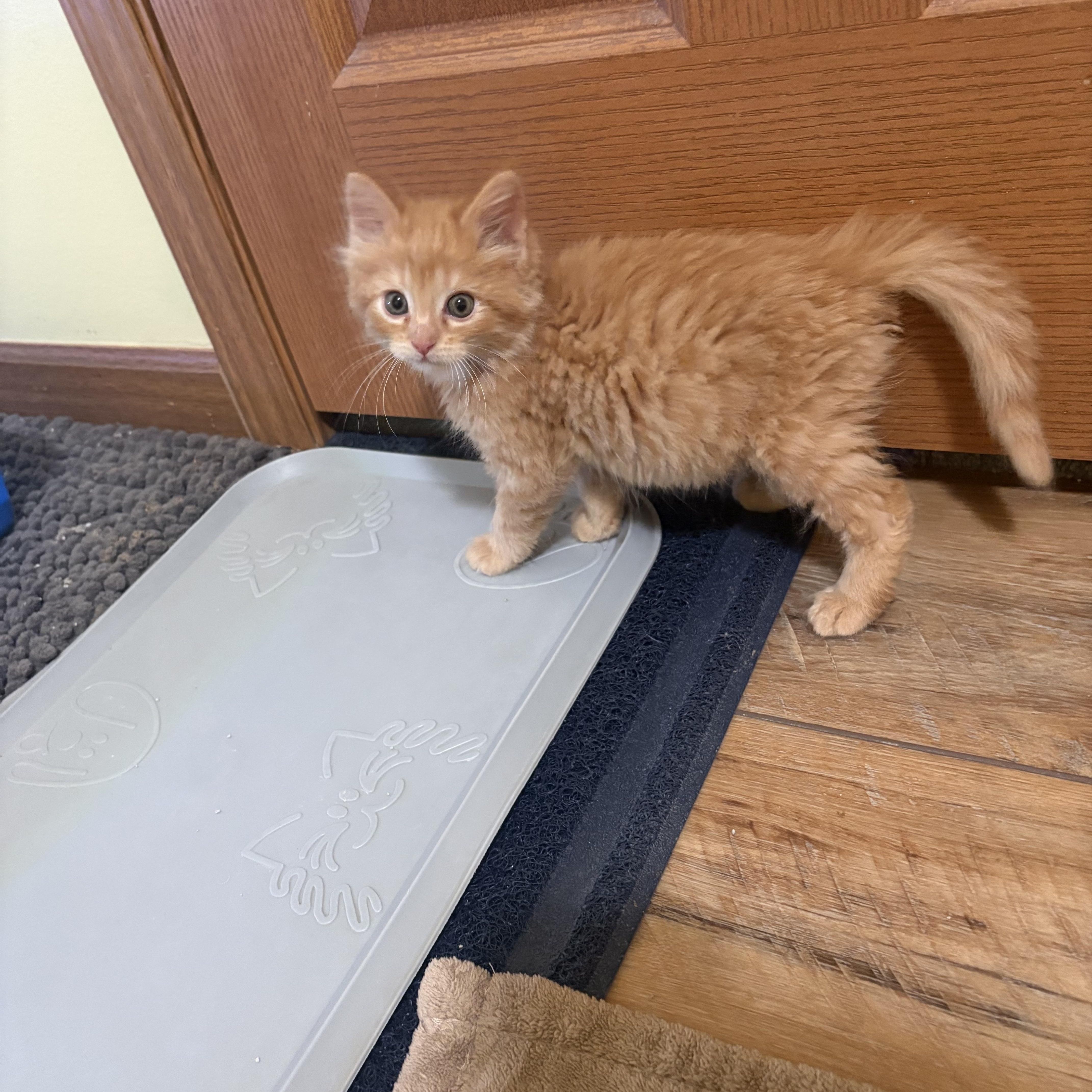 Enlarge Sherbert, an adopted Domestic Medium Hair in Big Rapids, MI image 3/3