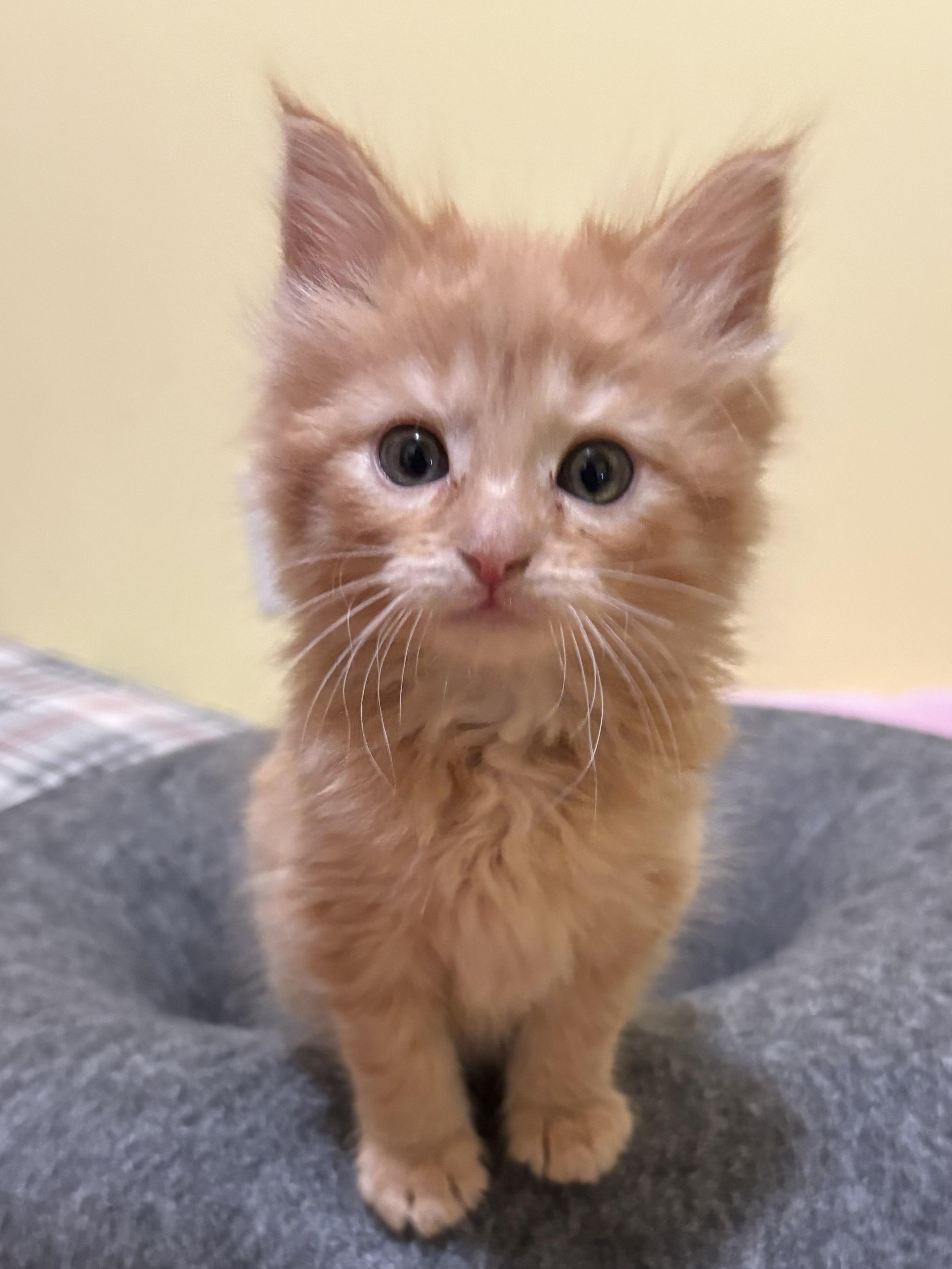 Enlarge Sherbert, an adopted Domestic Medium Hair in Big Rapids, MI image 2/3