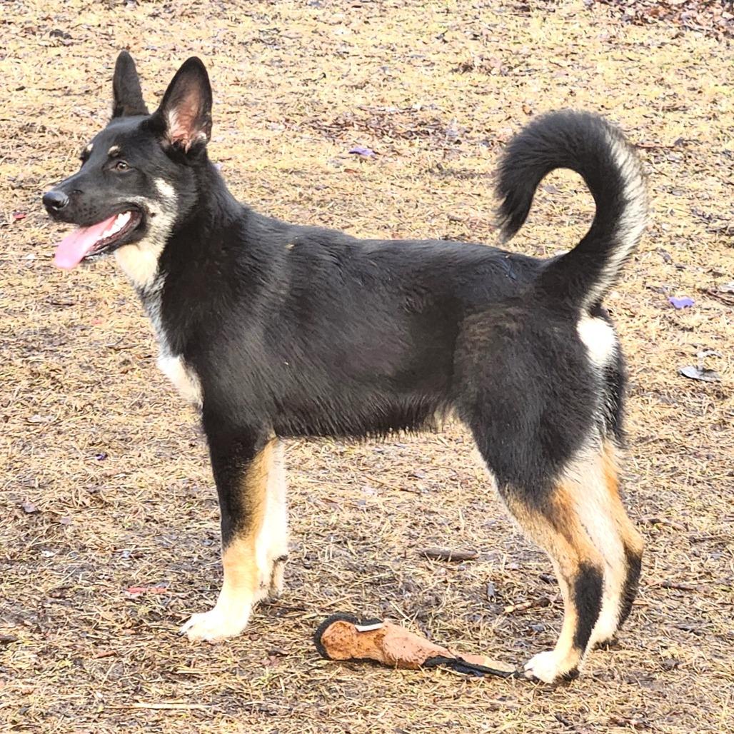 Enlarge Gabriel, a Adoptable mixed breed in Michigan City, IN image 1/5