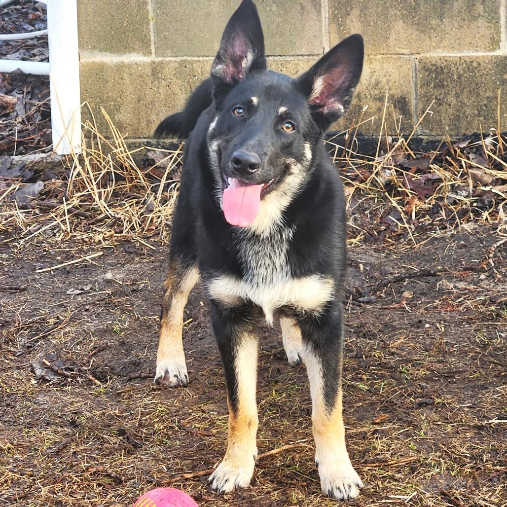 Enlarge Gabriel, a Adoptable mixed breed in Michigan City, IN image 2/5