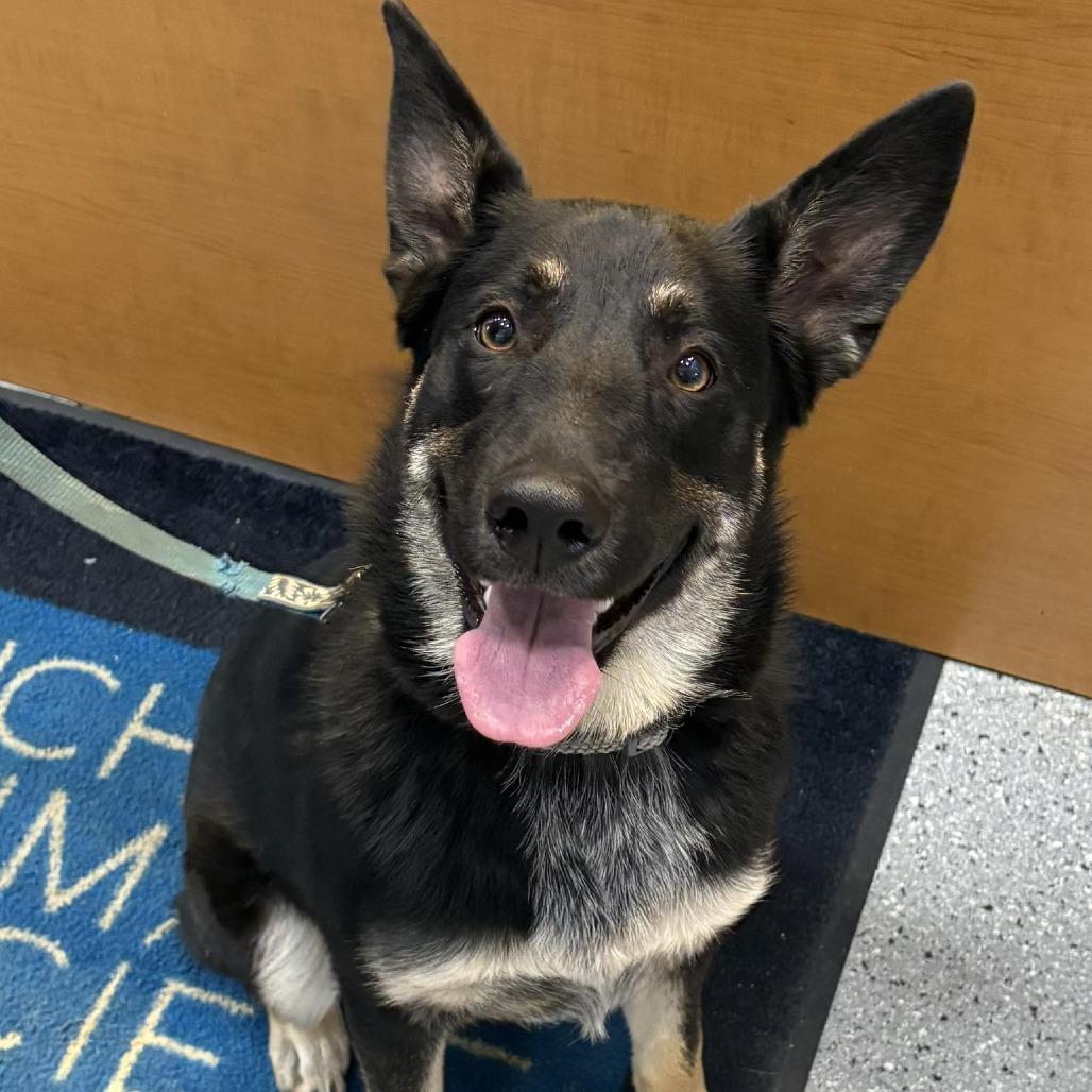 Enlarge Gabriel, a Adoptable mixed breed in Michigan City, IN image 3/5