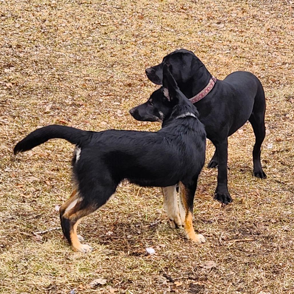 Enlarge Gabriel, a Adoptable mixed breed in Michigan City, IN image 4/5