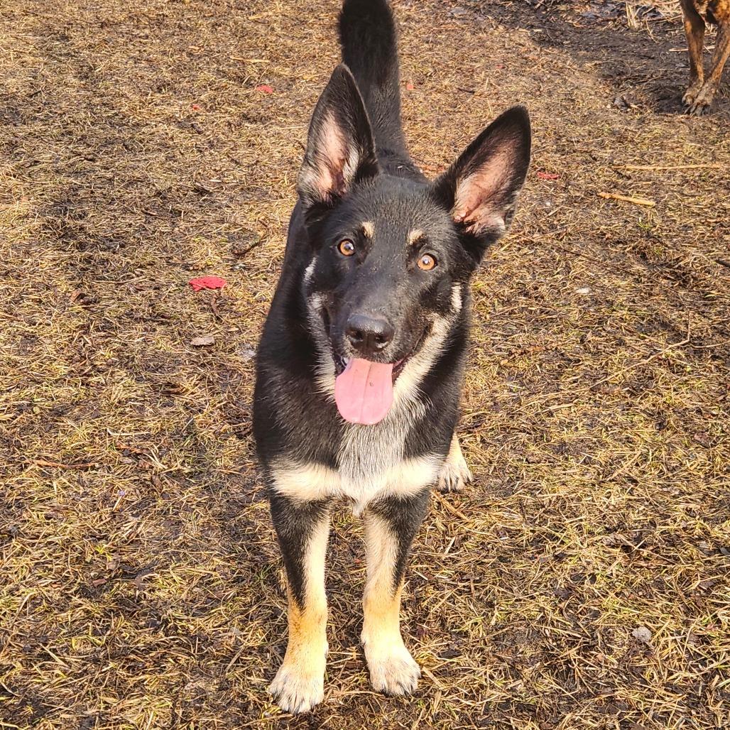 Enlarge Gabriel, a Adoptable mixed breed in Michigan City, IN image 5/5