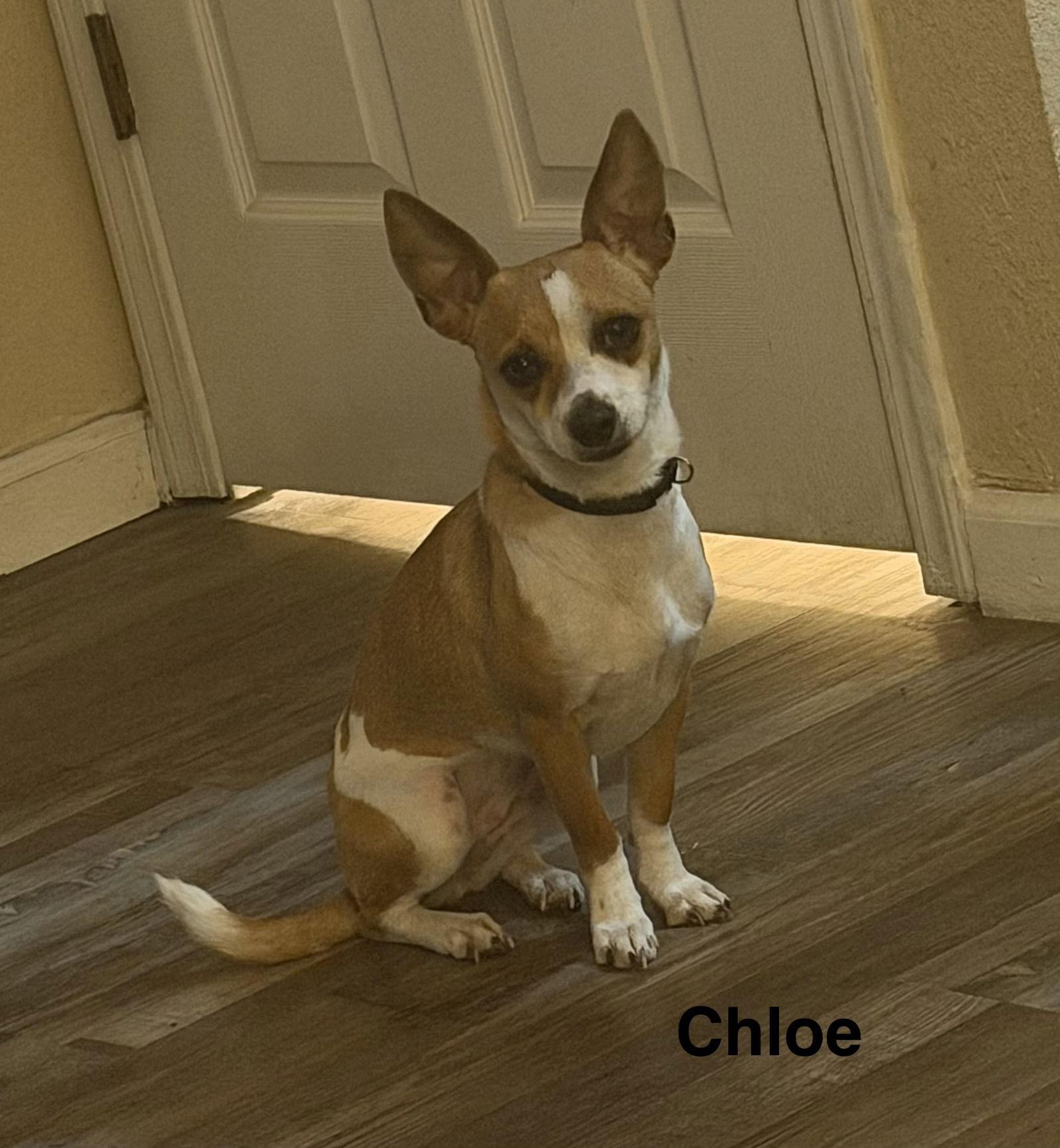 Enlarge Chloe, a Adoptable Chihuahua in Colorado Springs, CO image 1/2
