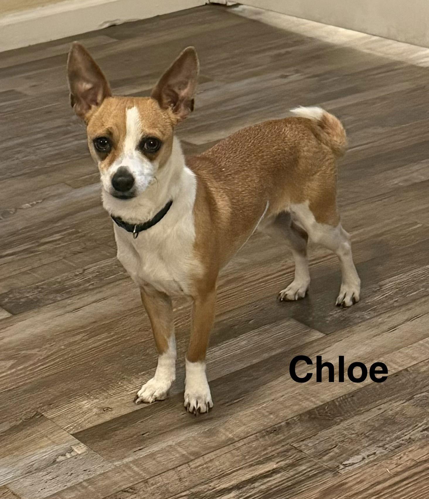 Enlarge Chloe, a Adoptable Chihuahua in Colorado Springs, CO image 2/2