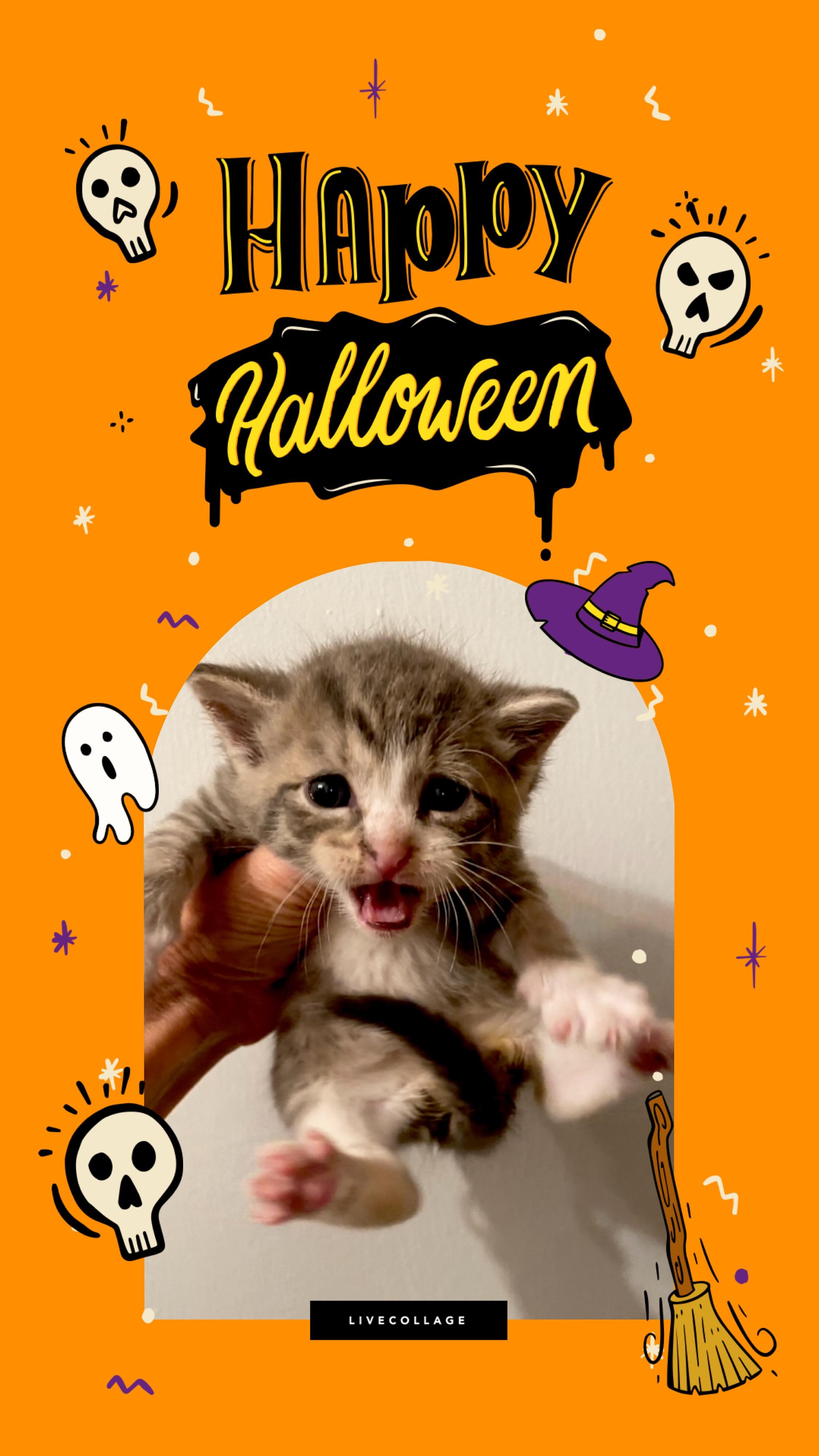 Enlarge Marcus, a Adoptable Domestic Short Hair in Hoboken, NJ image 2/2