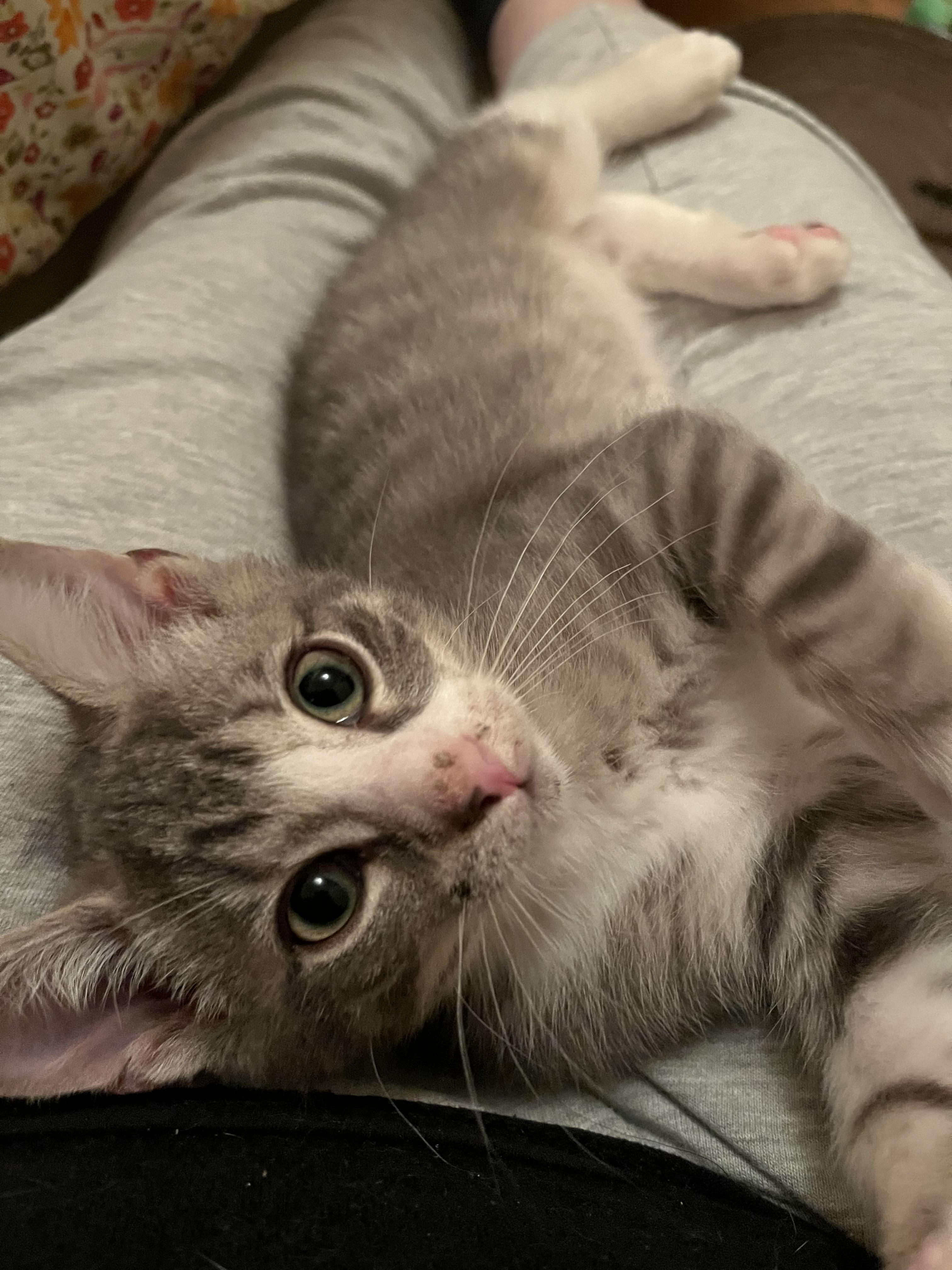 Marcus, Adoptable, Kitten Male Domestic Short Hair.