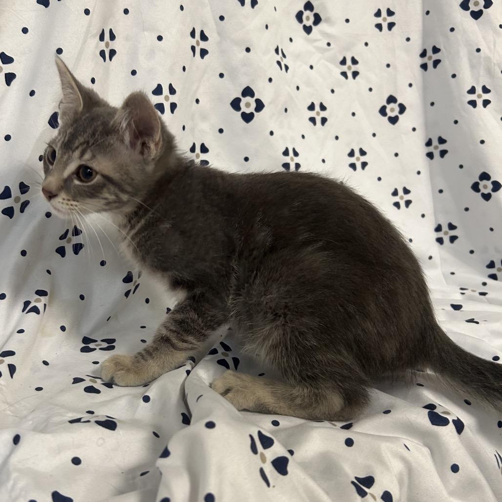 Bremen (yellow collar), Adoptable, Kitten Male Domestic Medium Hair.