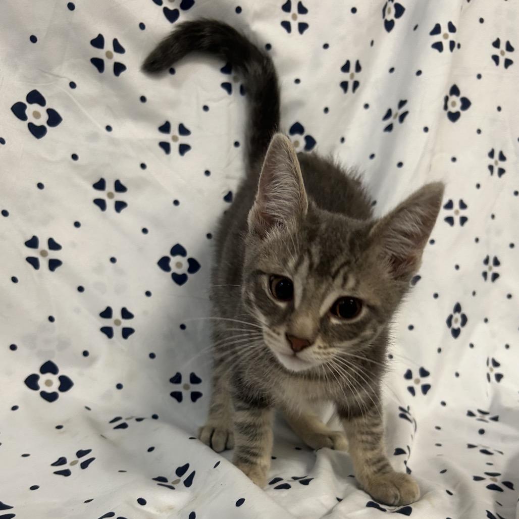 Enlarge Bremen (yellow collar), a Adoptable Domestic Medium Hair in Coos Bay, OR image 2/5