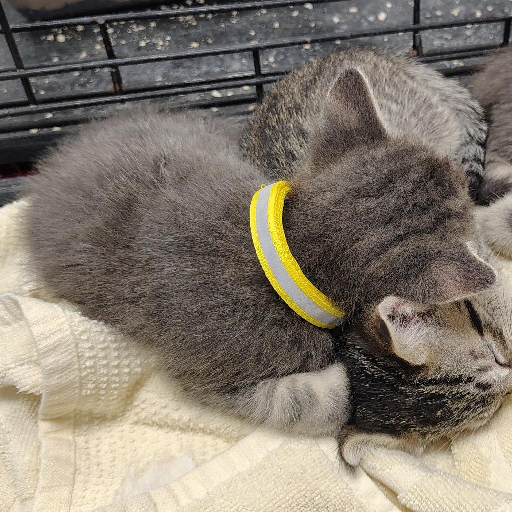 Enlarge Bremen (yellow collar), a Adoptable Domestic Medium Hair in Coos Bay, OR image 3/5