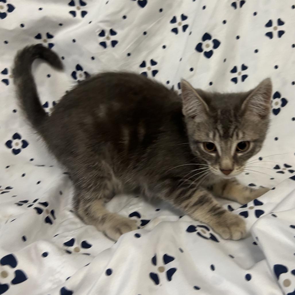 Enlarge Bremen (yellow collar), a Adoptable Domestic Medium Hair in Coos Bay, OR image 4/5