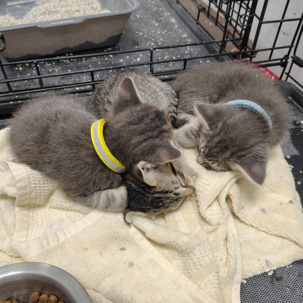 Enlarge Bremen (yellow collar), a Adoptable Domestic Medium Hair in Coos Bay, OR image 5/5