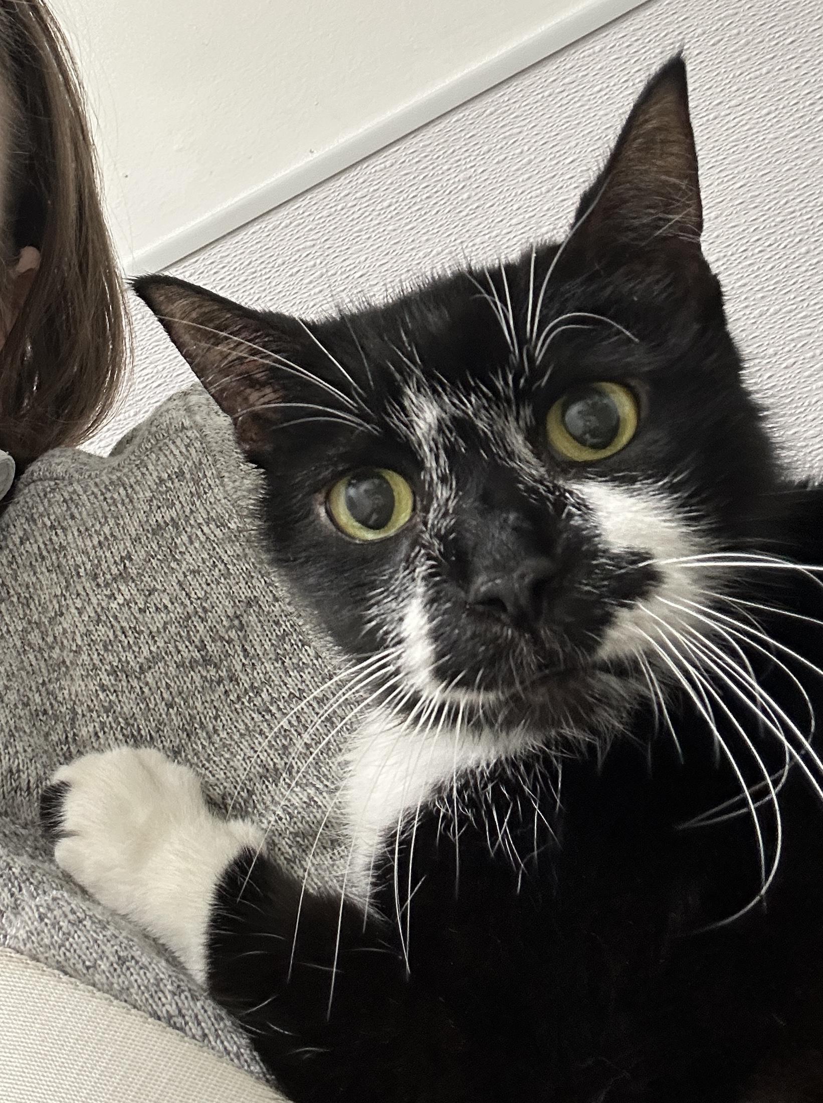 Enlarge Simba , a ADOPTABLE Tuxedo in BURNABY, BC image 2/2