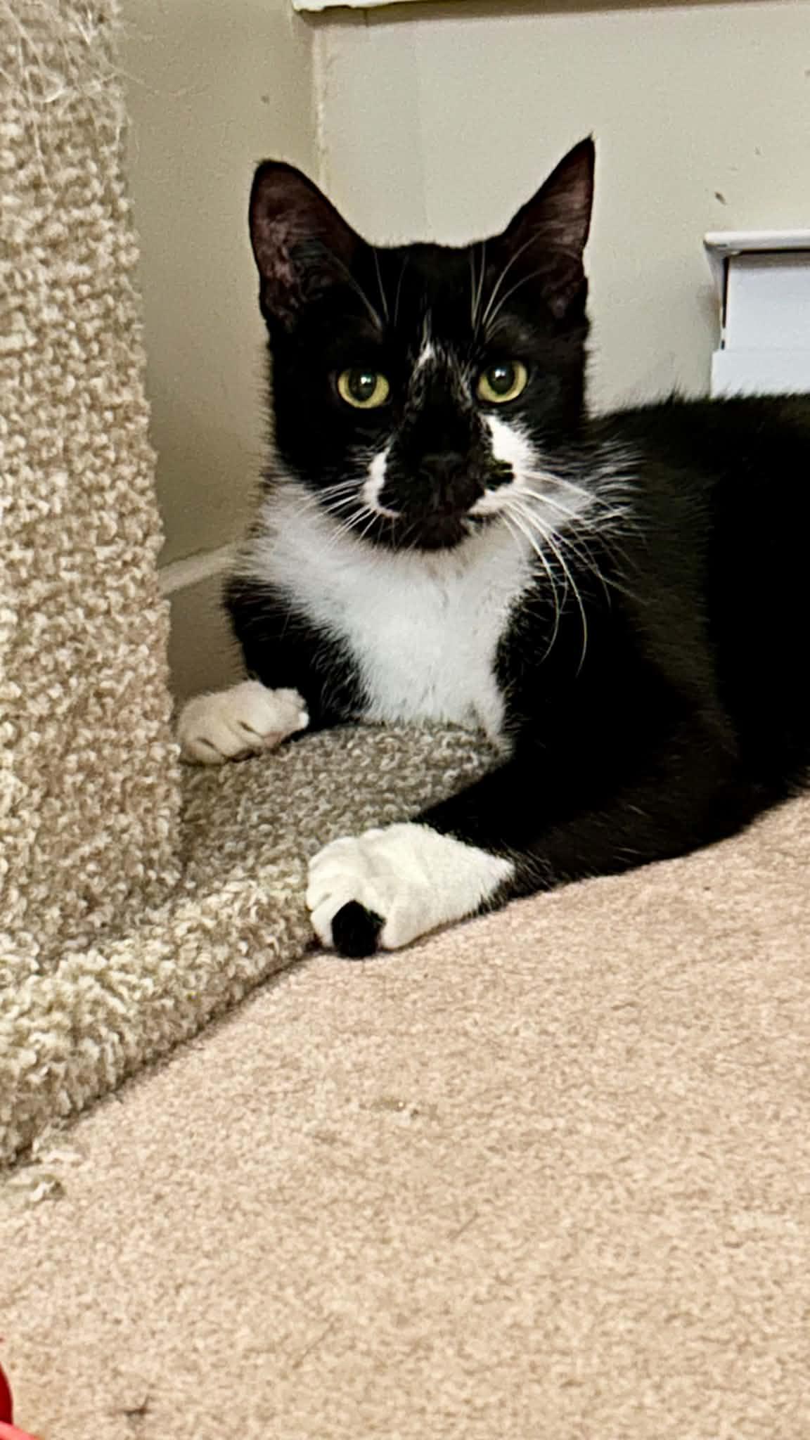 Simba , ADOPTABLE, Senior Male Tuxedo.